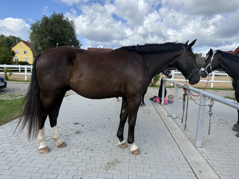 Alt Oldenburger Wallach 3 Jahre 178 cm Rappe in F&#xFC;rstenberg