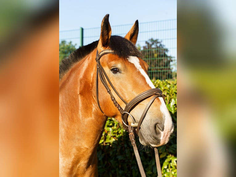 Alt Oldenburger Mix Wallach 4 Jahre 156 cm Brauner in Wallenhorst