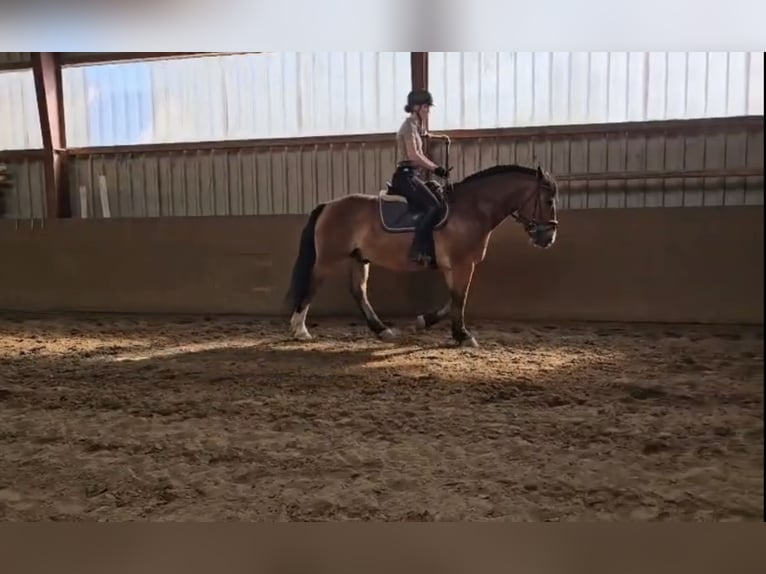 Alt Oldenburger Mix Wallach 4 Jahre 156 cm Brauner in Wallenhorst