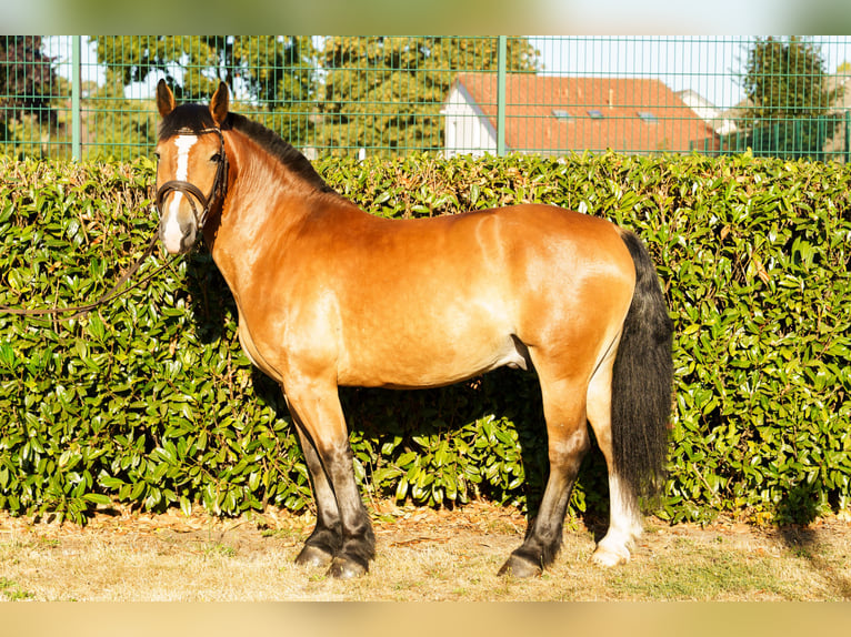 Alt Oldenburger Mix Wallach 4 Jahre 156 cm Brauner in Wallenhorst