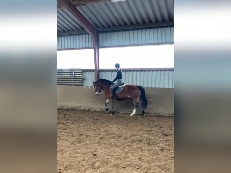 Alt Oldenburger Mix Wallach 4 Jahre 156 cm Brauner in Wallenhorst
