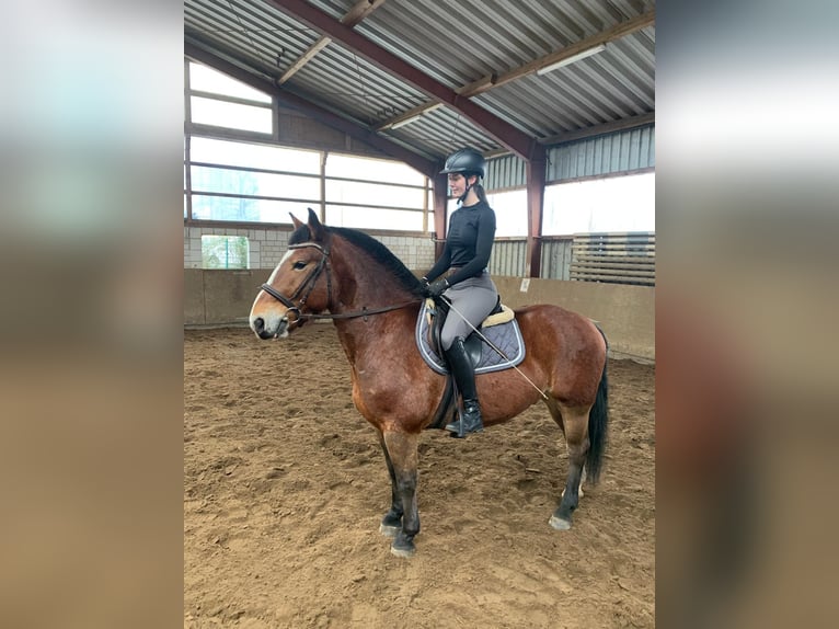 Alt Oldenburger Mix Wallach 4 Jahre 156 cm Brauner in Wallenhorst