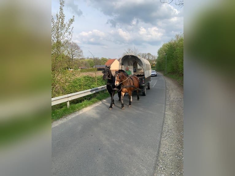 Alt Oldenburger Mix Wallach 4 Jahre 156 cm Brauner in Wallenhorst