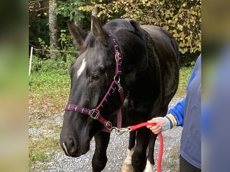 Alt Oldenburger Wallach 4 Jahre 162 cm Rappe in Oberbalm