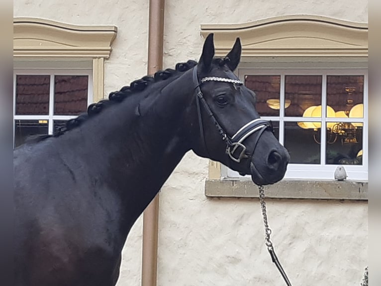 Alt Oldenburger Wallach 4 Jahre 166 cm Rappe in Schöppingen
