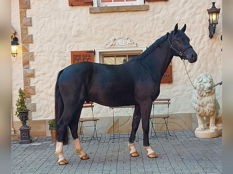 Alt Oldenburger Wallach 4 Jahre 166 cm Rappe in Schöppingen