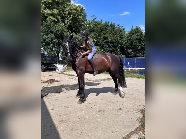 Alt Oldenburger Wallach 4 Jahre 170 cm Rappe in Banzkow