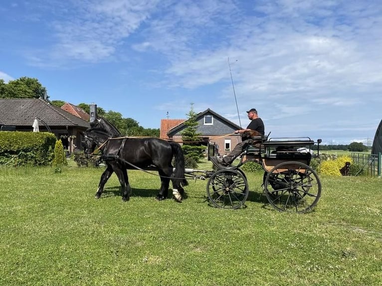 Alt Oldenburger Wallach 4 Jahre 170 cm Rappe in Banzkow