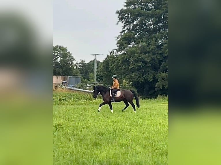 Alt Oldenburger Wallach 4 Jahre 170 cm Rappe in Banzkow
