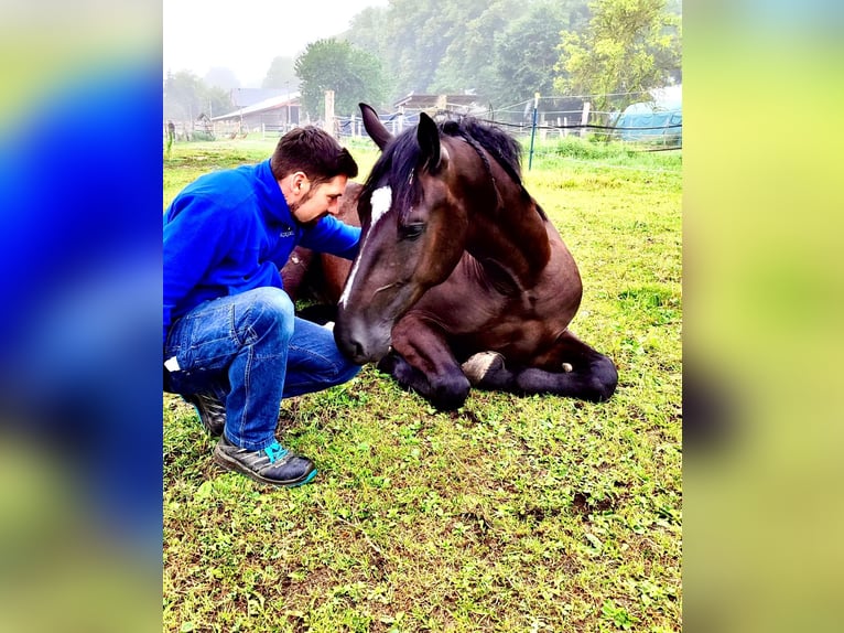 Alt Oldenburger Wallach 4 Jahre 170 cm Rappe in Banzkow