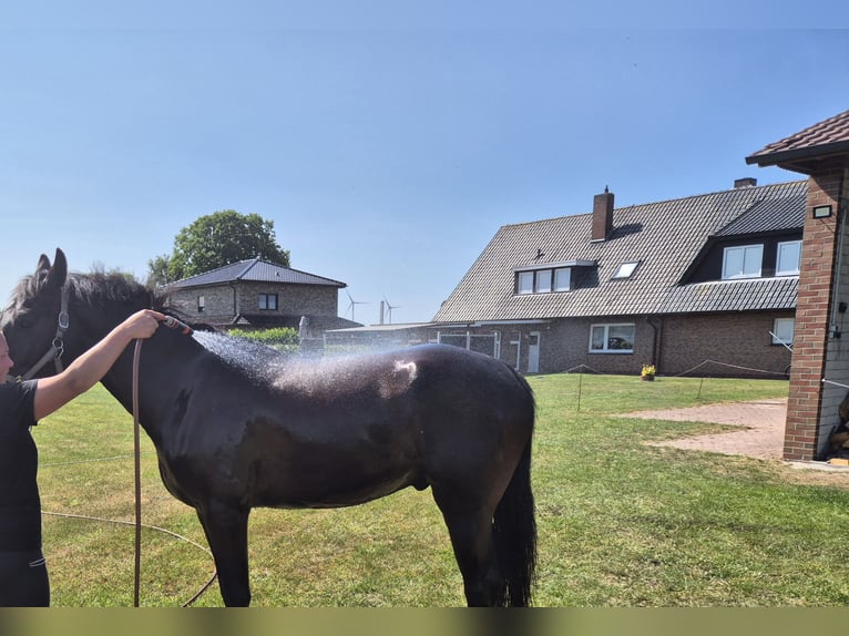 Alt Oldenburger Mix Wallach 5 Jahre 168 cm Rappe in Breddenberg