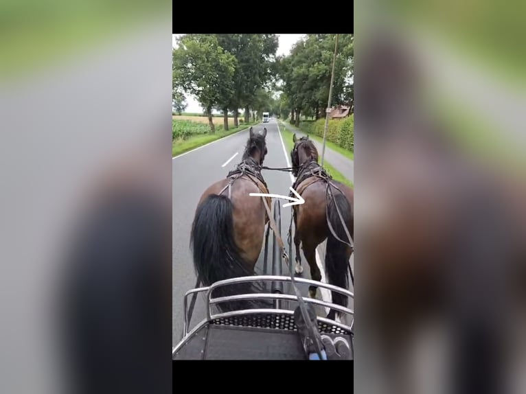 Alt Oldenburger Mix Wallach 5 Jahre 168 cm Rappe in Breddenberg