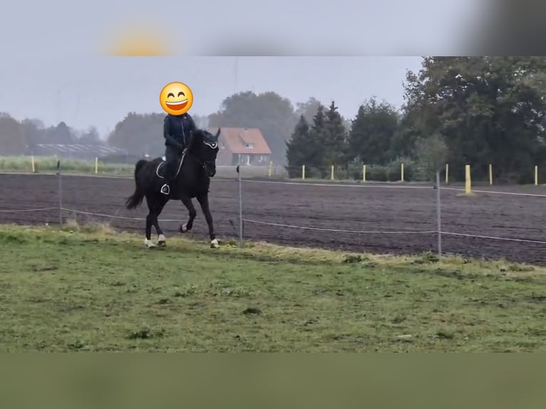 Alt Oldenburger Mix Wallach 5 Jahre 168 cm Rappe in Breddenberg