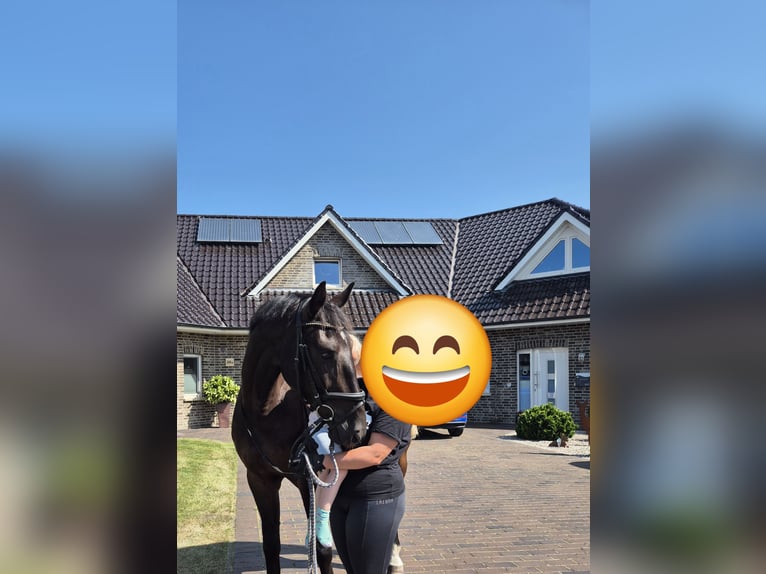 Alt Oldenburger Mix Wallach 5 Jahre 168 cm Rappe in Breddenberg