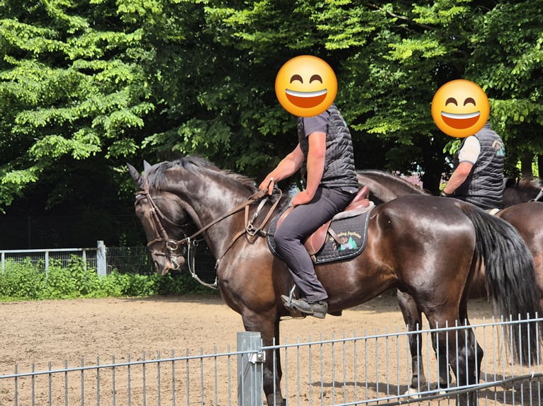 Alt Oldenburger Mix Wallach 5 Jahre 168 cm Rappe in Breddenberg