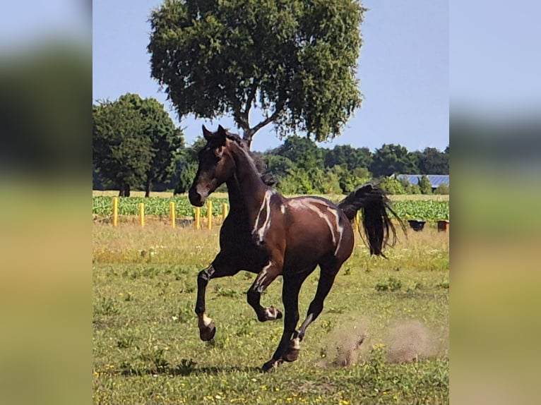 Alt Oldenburger Mix Wallach 5 Jahre 168 cm Rappe in Breddenberg