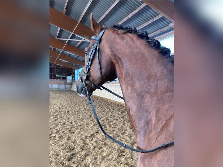 Alt Oldenburger Wallach 6 Jahre Fuchs in Neustadt-Glewe