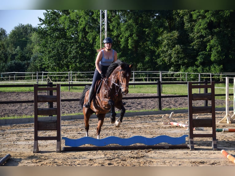 Alt-Oldenburgo Caballo castrado 13 años 165 cm Castaño in Oldenburg