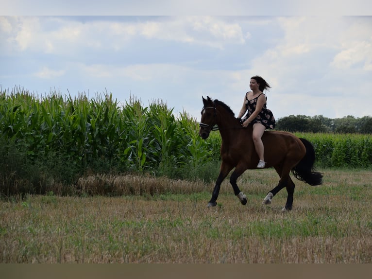Alt-Oldenburgo Caballo castrado 13 años 165 cm Castaño in Oldenburg