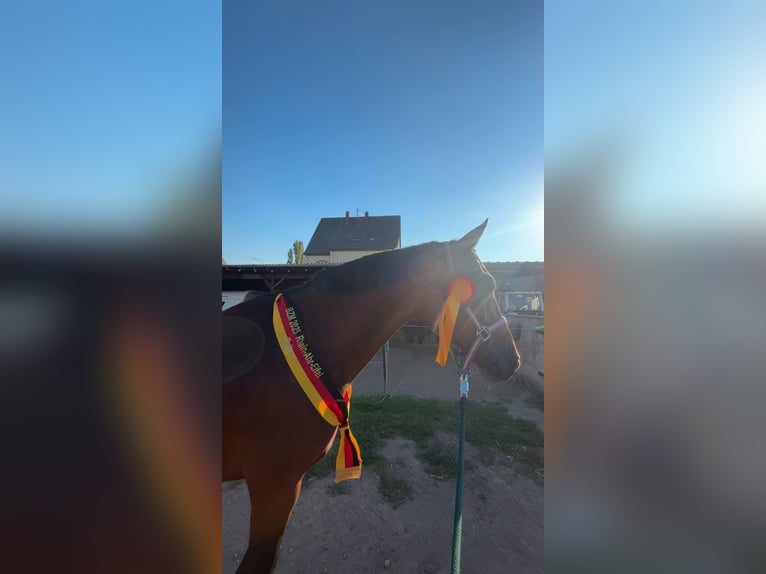 Alt-Oldenburgo Caballo castrado 15 años 169 cm Castaño in Saffig