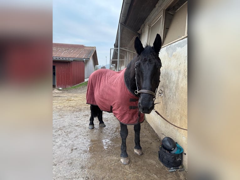 Alt-Oldenburgo Mestizo Caballo castrado 18 años Negro in Ober-Ramstadt