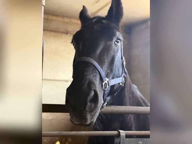 Alt-Oldenburgo Mestizo Caballo castrado 18 años Negro in Ober-Ramstadt