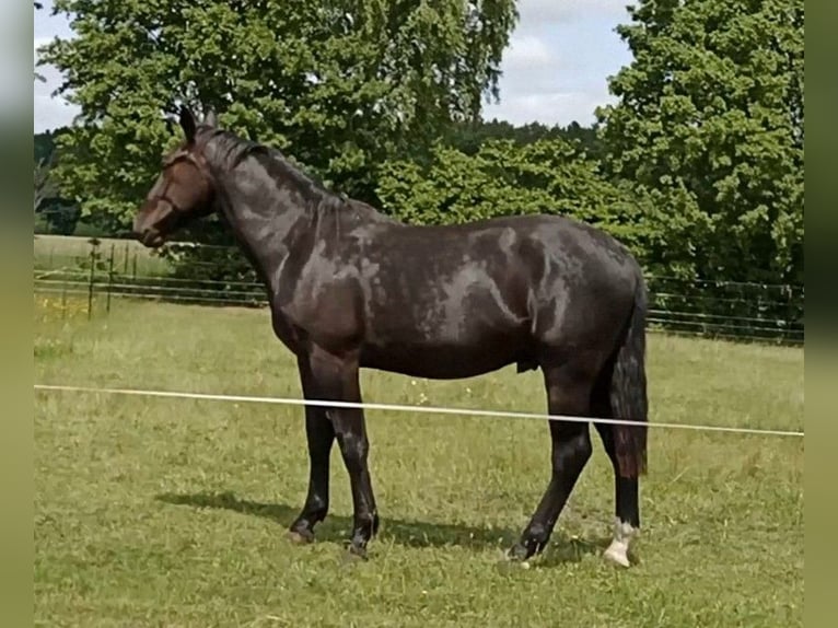 Alt-Oldenburgo Caballo castrado 2 años 172 cm Negro in St&#xF6;ckse