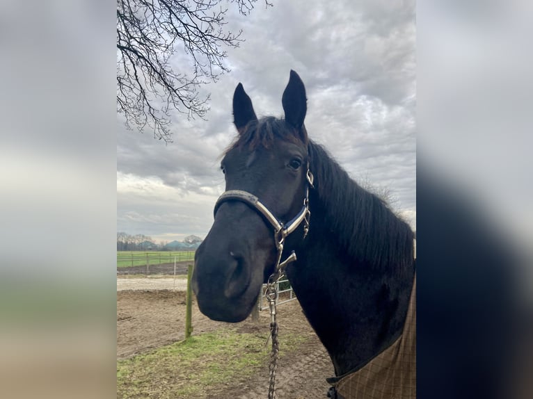 Alt-Oldenburgo Caballo castrado 3 años 165 cm Negro in D&#xF6;tlingen
