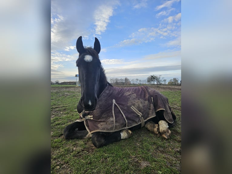 Alt-Oldenburgo Caballo castrado 3 años 175 cm Negro in L&#xF6;wenberger Land
