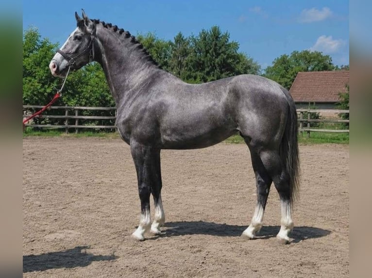 Alt-Oldenburgo Caballo castrado 3 años 175 cm Tordillo negro in Kunszentmárton