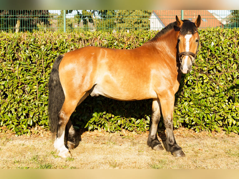 Alt-Oldenburgo Mestizo Caballo castrado 4 años 156 cm Castaño in Wallenhorst