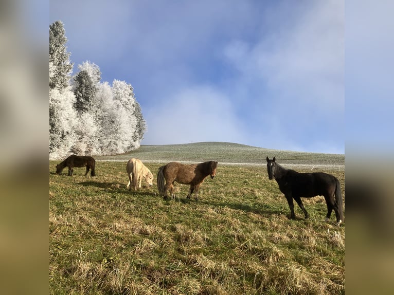 Alt-Oldenburgo Caballo castrado 4 años 162 cm Negro in Oberbalm