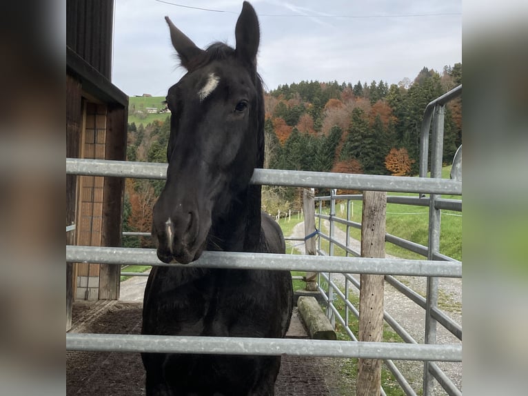 Alt-Oldenburgo Caballo castrado 4 años 162 cm Negro in Oberbalm