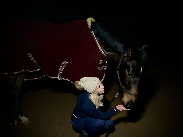 Alt-Oldenburgo Caballo castrado 4 años 175 cm Castaño oscuro in BremenBremen