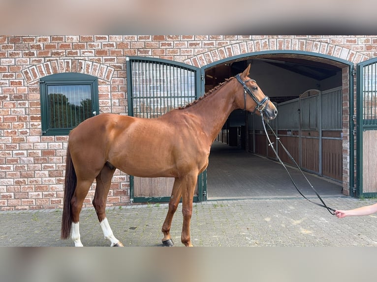 Alt-Oldenburgo Caballo castrado 5 años 165 cm Alazán in Bonefeld