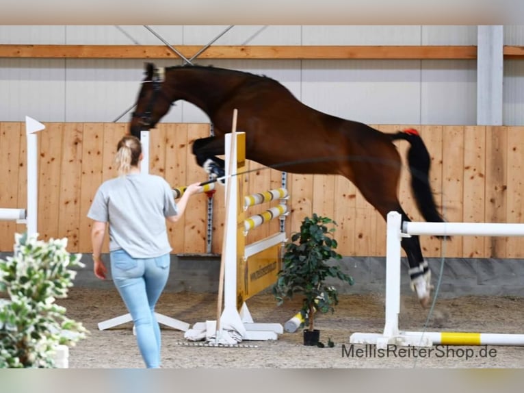 Alt-Oldenburgo Caballo castrado 5 años 175 cm Castaño oscuro in BremenBremen