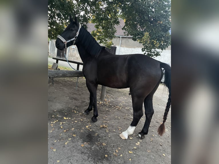 Alt-Oldenburgo Mestizo Caballo castrado 8 años 165 cm Negro in Salbitz