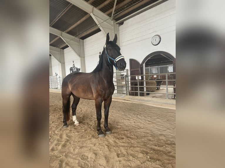 Alt-Oldenburgo Mestizo Caballo castrado 8 años 165 cm Negro in Salbitz