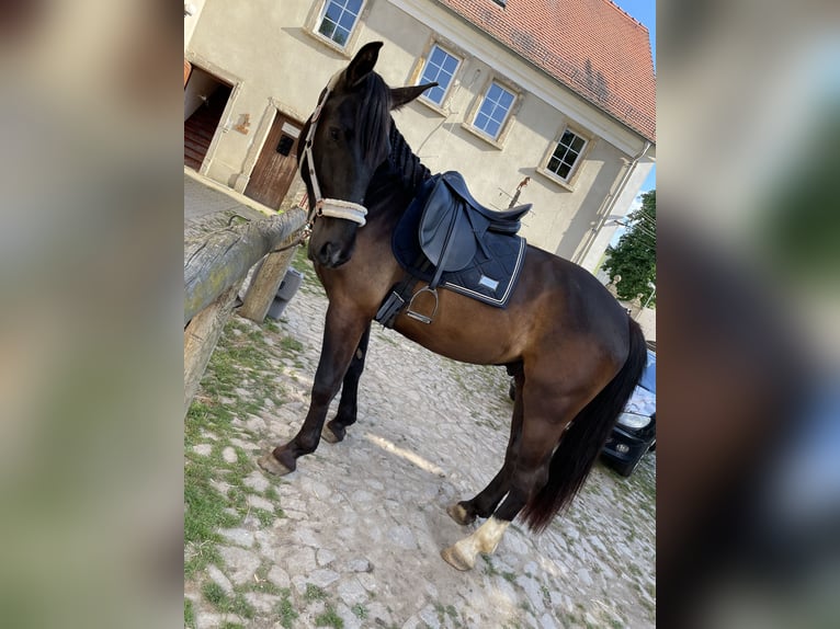 Alt-Oldenburgo Mestizo Caballo castrado 8 años 165 cm Negro in Salbitz