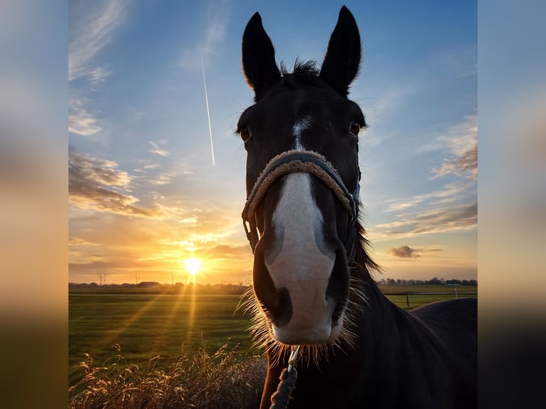 Alt-Oldenburgo Caballo castrado 9 años Negro in Krummhörn