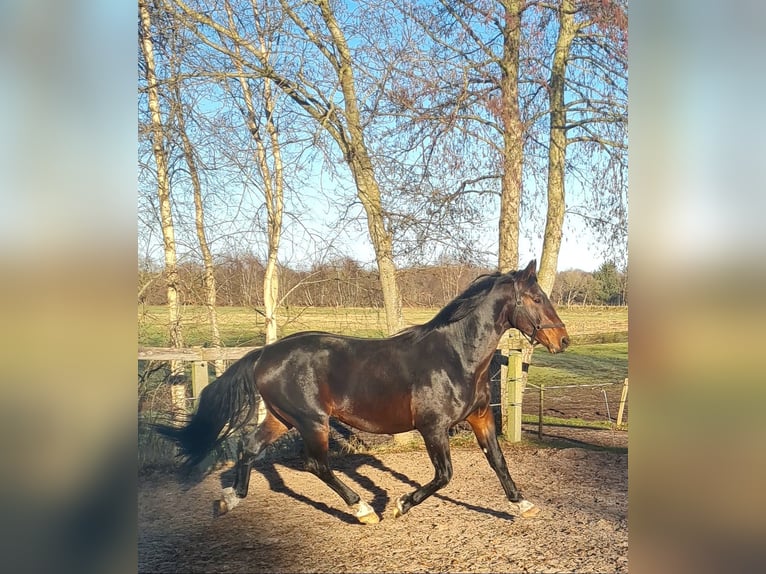 Alt-Oldenburgo Semental 4 años 165 cm Castaño in Moormerland