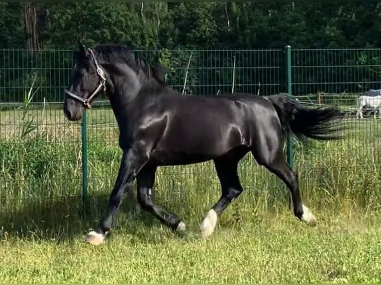 Alt-Oldenburgo Semental Negro in Mahlow