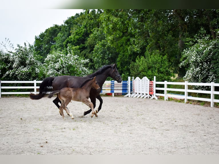 Alt-Oldenburgo Semental Potro (04/2026) Negro in Insel Usedom