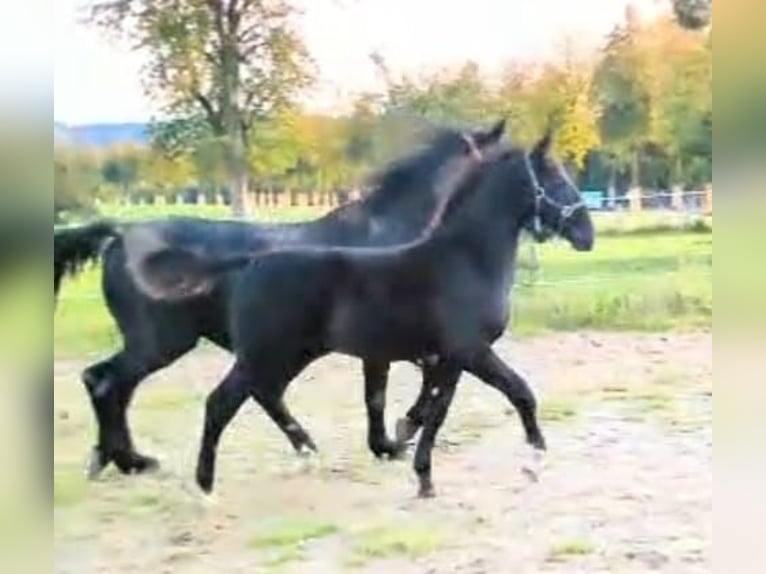 Alt-Oldenburgo Semental Potro (05/2024) Negro in Menden