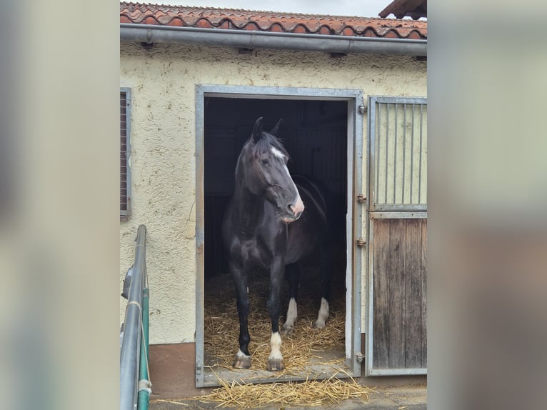 Alt-Oldenburgo Yegua 16 años 162 cm Negro in Rimbach