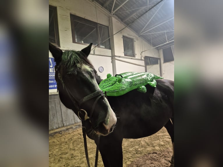 Alt-Oldenburgo Yegua 16 años 162 cm Negro in Rimbach