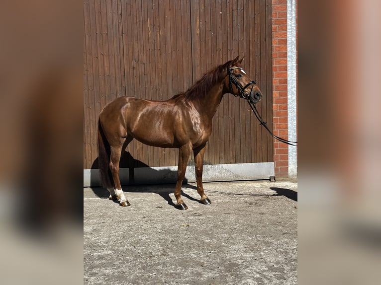 Alt-Oldenburgo Yegua 16 años 174 cm Alazán-tostado in Vreden