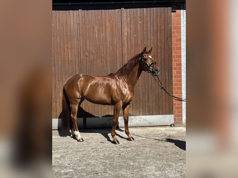 Alt-Oldenburgo Yegua 16 años 174 cm Alazán-tostado in Vreden