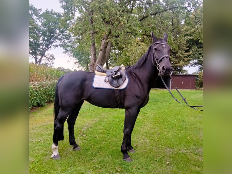 Alt-Oldenburgo Yegua 17 años 170 cm Negro in Lehe