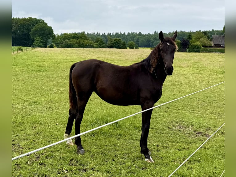 Alt-Oldenburgo Yegua 1 año 175 cm Negro in D&#xF6;tlingen